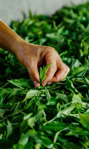 matcha harvest , tea picking , green tea leaves _mobile