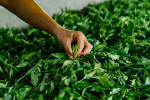 matcha harvest , tea picking , green tea leaves _landscape